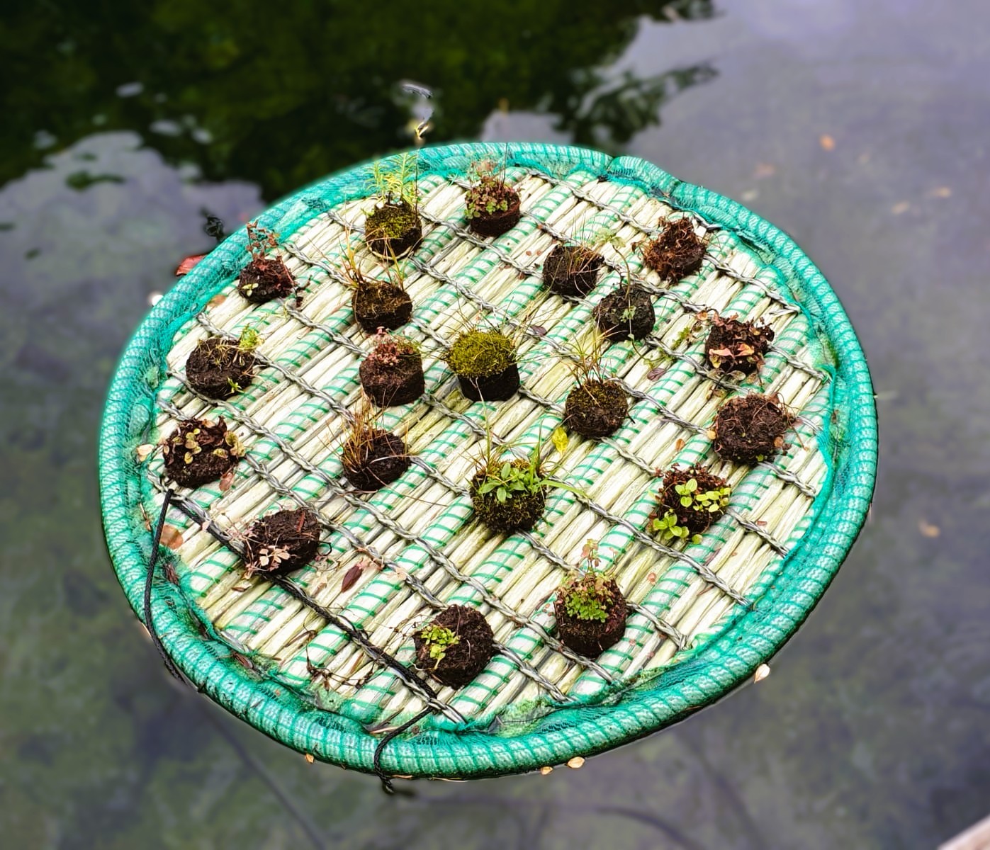 Schwimmende Pflanzeninsel am Tag der Erstbepflanzung